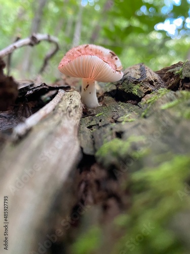 mushrooms in the forest