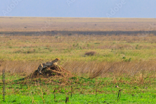Fototapeta Naklejka Na Ścianę i Meble -  Cheetah (Acinonyx jubatus) on termite mound in savanna in Serengeti National park, Tanzania
