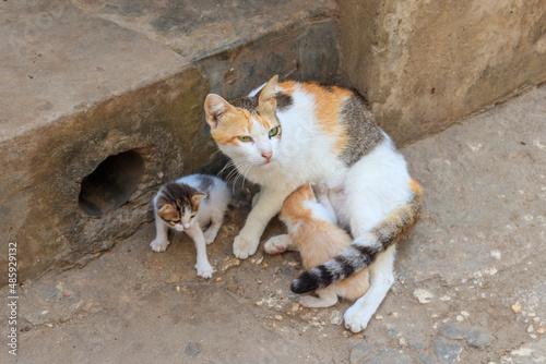 Fototapeta Naklejka Na Ścianę i Meble -  Stray cat with two kittens on a city street