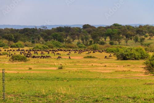 Herd of blue wildebeest (Connochaetes taurinus) in savannah in Serengeti national park in Tanzania. Great migration © olyasolodenko
