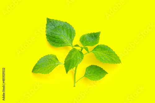 Tree Basil leaves (Ocimum gratissimum) on yellow background.