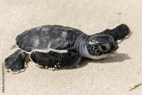 Φωτογραφία Green Sea Turtle Hatchling