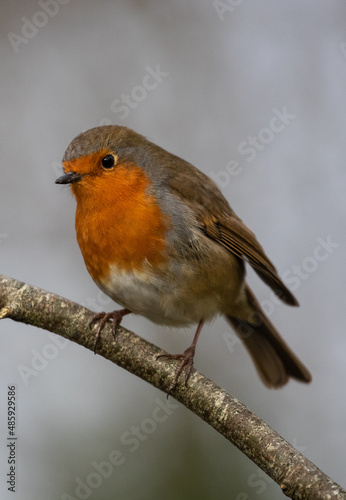 Close up Little robin bird perched on a tree twig
