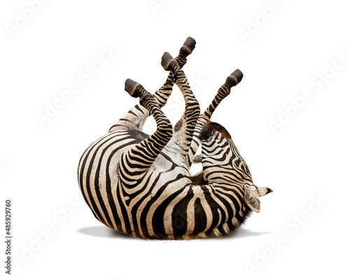 Zebra Rolling On Back Isolated on White