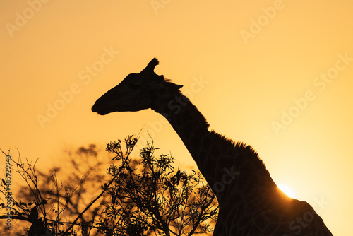 Giraffe (Giraffa camelopardalis) at sunrise;  Kirkman's Kamp; South Africa photo