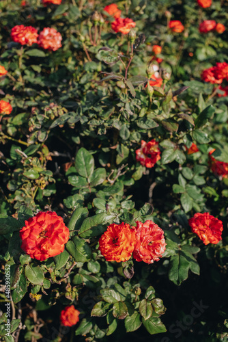 Rose bush with blossom flowers and leaves, nature background