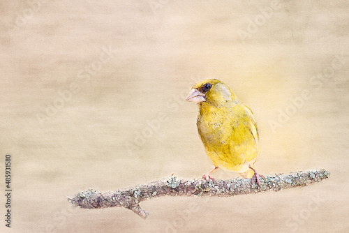 Verdier d'Europe, oiseau jaune vert en illustration type aquarelle. Posé une une branche photo