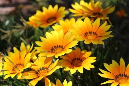 Fototapeta Naklejka Na Ścianę i Meble -  yellow flowers in the garden