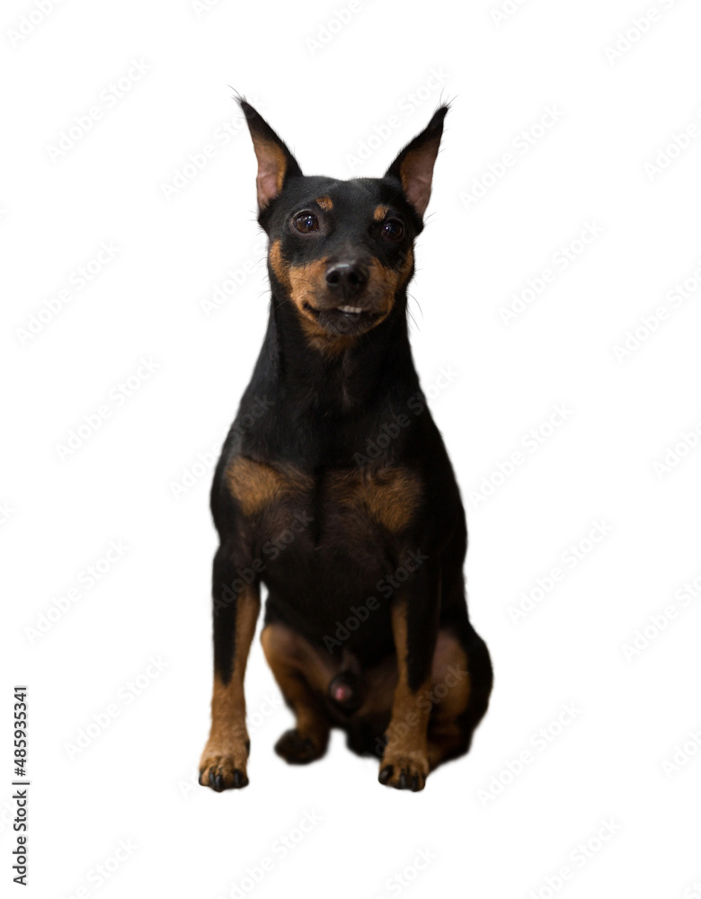 Little miniature obedient zwergpinscher puppy. Isolated over white background