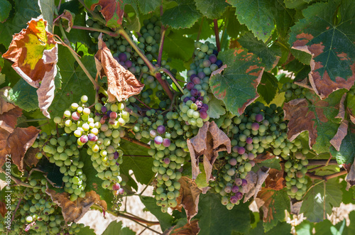 Beautiful vine of European grapes in Uruguayan winery in Canelos region. photo