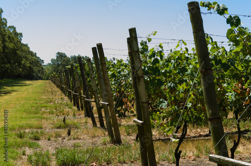 Beautiful vine of European grapes in Uruguayan winery in Canelos region.