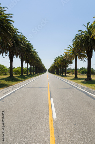 Beautiful view of the Canary palm road, located on the road that © Thiago Santos