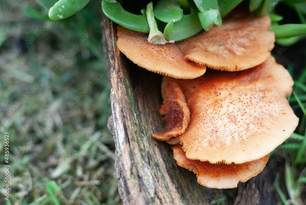 orange mushroom and plants on the stump close up orange mushroom and plants on the stump close up