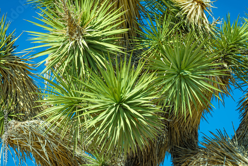 Green sharp spike needles on a Joshua Tree © Felipe Sanchez