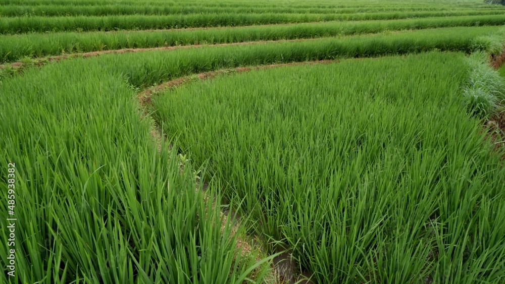 Beautiful Terraced Green Rice Field in Metro, Lampung, Indonesia. Wonderful Indonesia Landscape. Beautiful Green Background Beautiful Terraced Green Rice Field in Metro, Lampung, Indonesia. Wonderful Indonesia Landscape. Beautiful Green Background