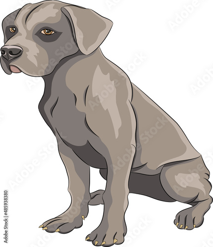 Sitting staffordshire terrier puppy isolated on white background.