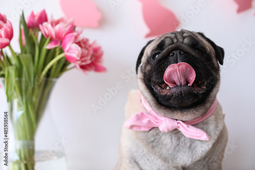 Funny pug dog in kitchen on Easter eve © Pixel-Shot