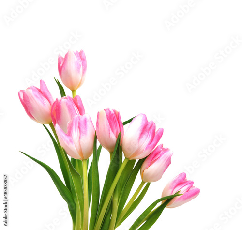 Colorful tulip flowers isolated on white 