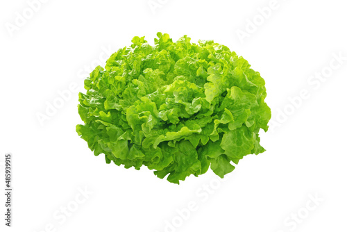 Batavia green lettuce salad head
