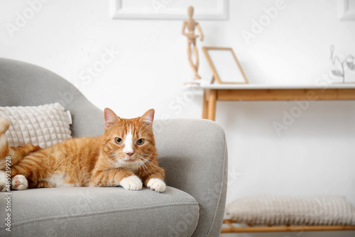 Cute red cat lying in grey ...