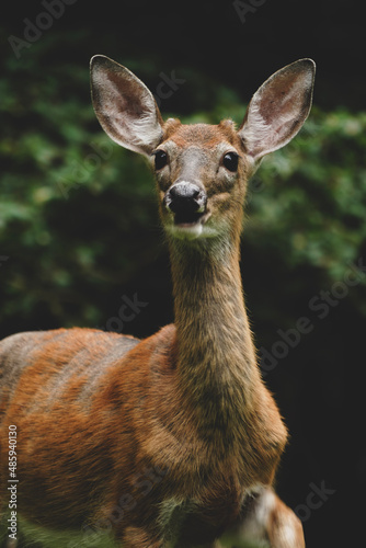 white deer portrait 