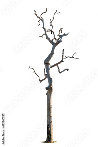 Dead tree isolated on a white background, clipping path.