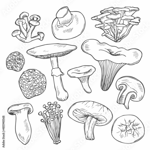 Hand drawn vector sketch of wild mushrooms in doodle style. Shiitake, maitake, agaricus, truffle, chantarelle, champignon, enokitake, honey agaric and king trumpet mushrooms. Isolated on white