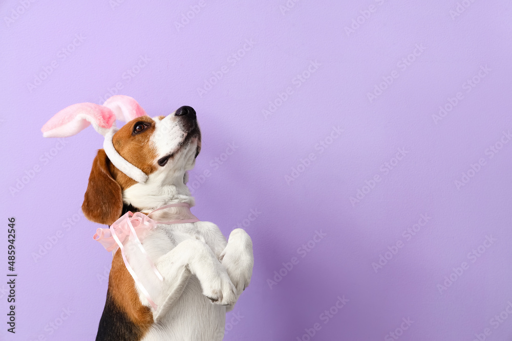 Cute Beagle dog with bunny ears on color background. Easter celebration