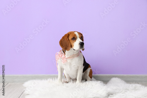 Cute beagle dog sitting near color wall