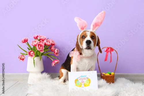 Cute Beagle dog with bunny ...