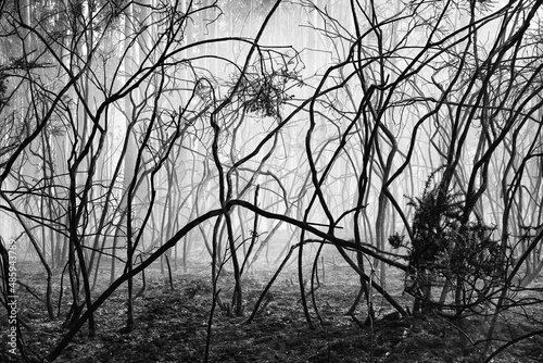 Ola,


agardo que gusten,


bico
