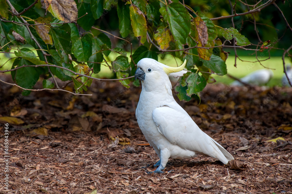 Fototapeta premium Sydney Australia, sulphur-crested cockatoo standing in garden 