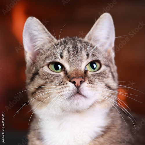 Portrait of a cat on the background of the fireplace. Kitten close up. Cute cat with green eyes posing at camera. Gray-brown kitten with white fur around his neck. Care concept. Tabby. Place for text