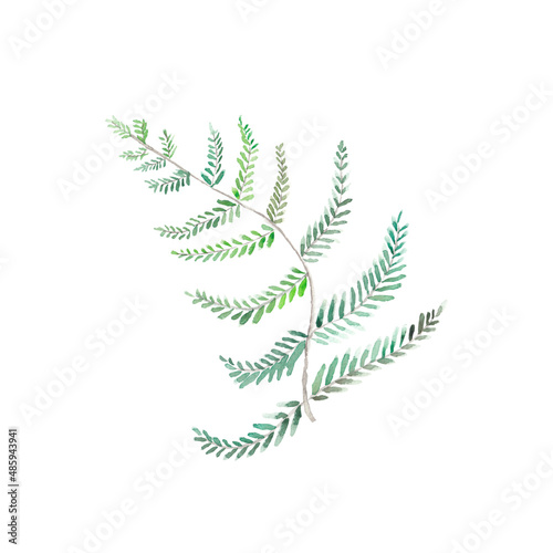 Watercolor fern tropical leaf. llustration isolated on a white background. Hand painted evergreen tropic plant. Botanical illustration. For logo, design, print or background