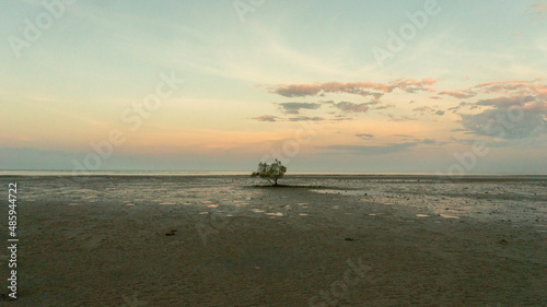 The lonely Mangrove Tree © Dan's Photos