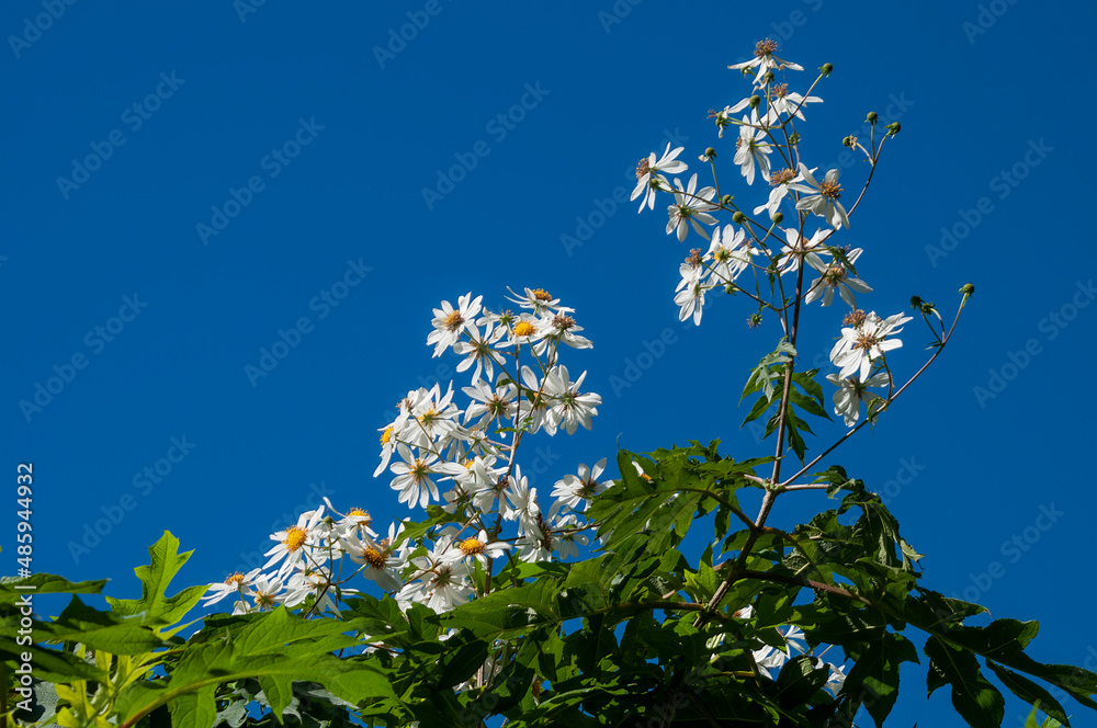 Sydney Australia, white flowers against bright blue sky