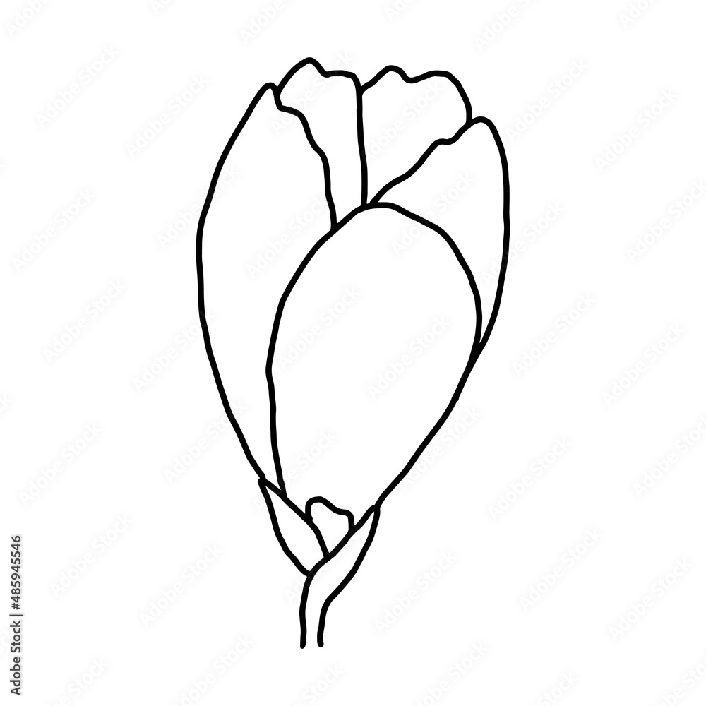 Fototapeta premium Hand drawn vector flower drawing. Decorative elements for design. Isolated on a white background. Ornament for embroidery, postcards and invitations