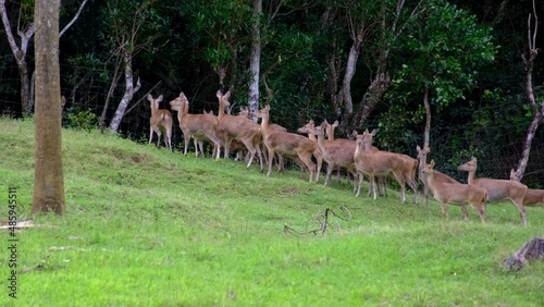 Running deers at the Mauritius national park