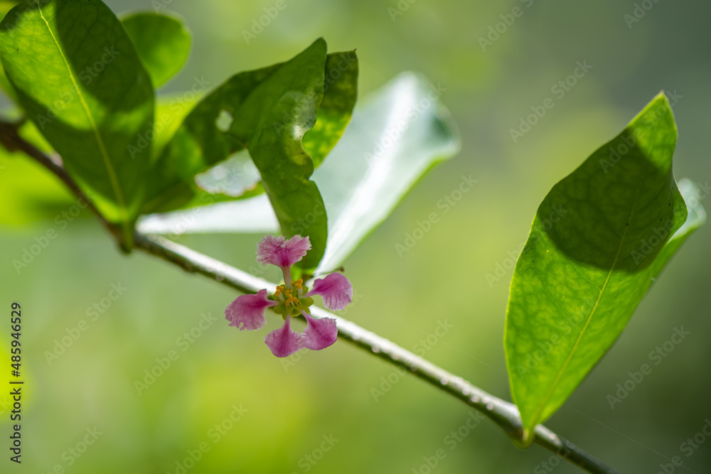 Malpighiaceae acerola Malpighiaceae acerola