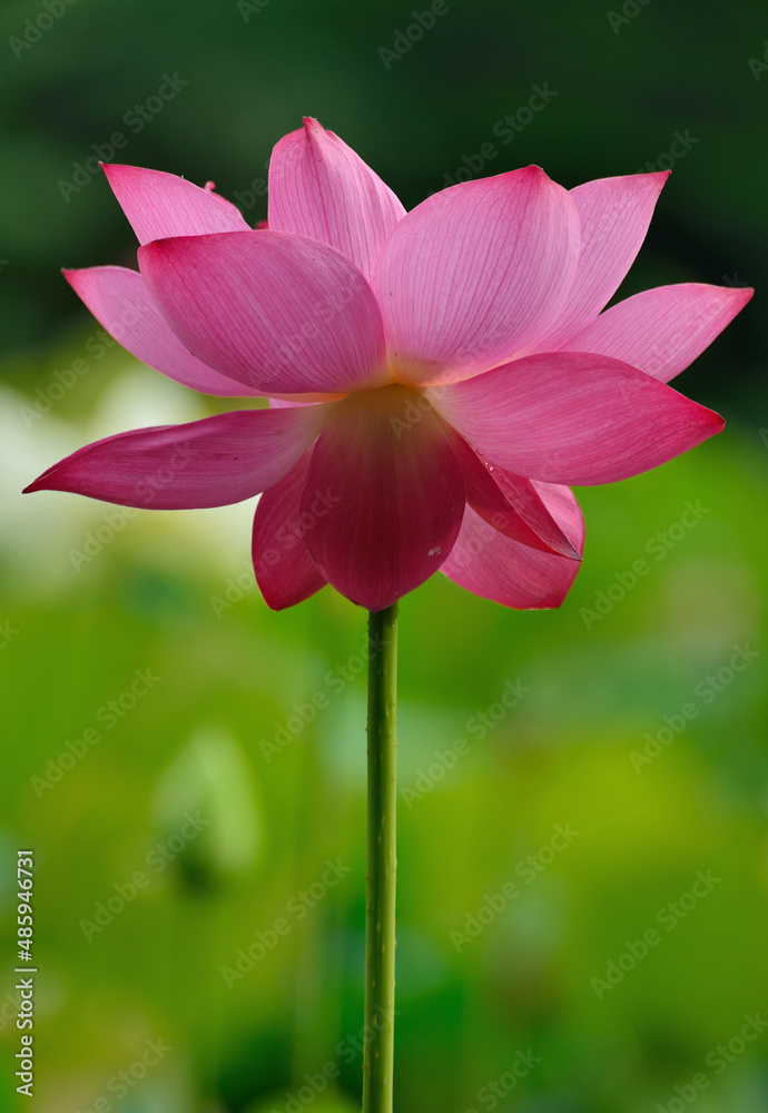 Fototapeta premium lotus flower in the garden