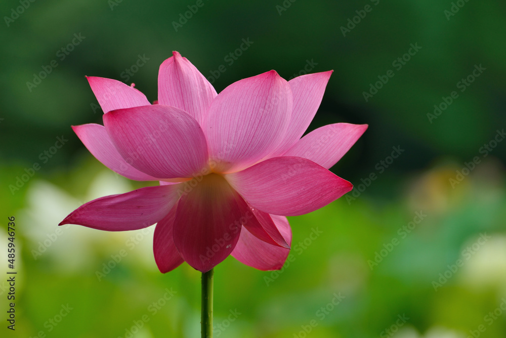 Obraz premium lotus flower in the garden