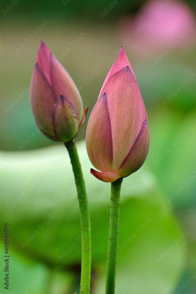 red lotus flower in summer pond red lotus flower in summer pond
