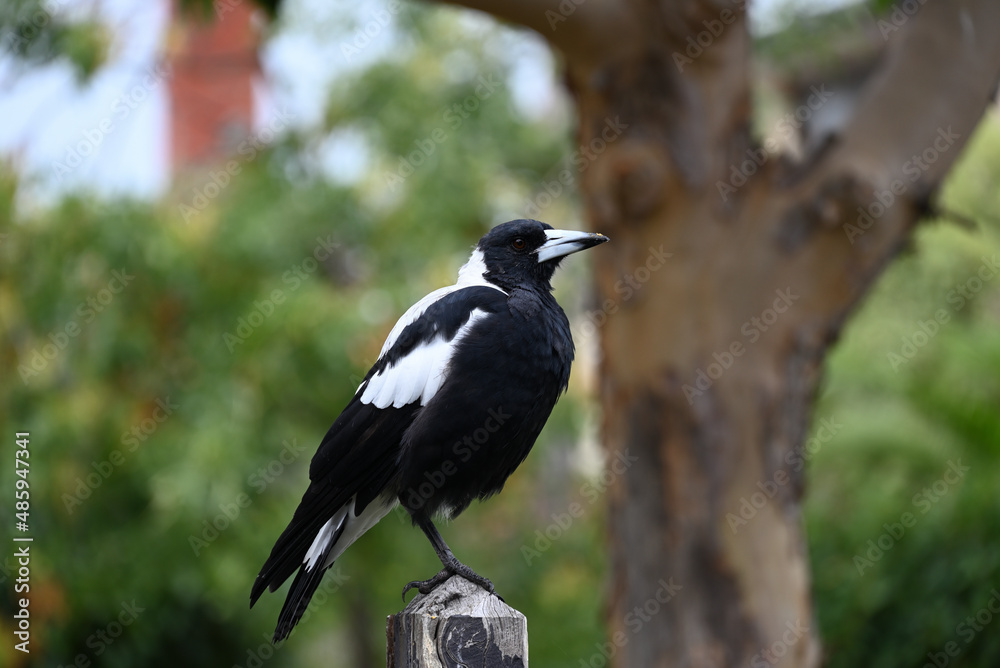 Australian magpie perched on a wooden fence post while crumbs of food sit atop its beak Australian magpie perched on a wooden fence post while crumbs of food sit atop its beak