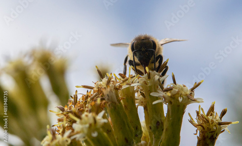 abeja contrapicado photo