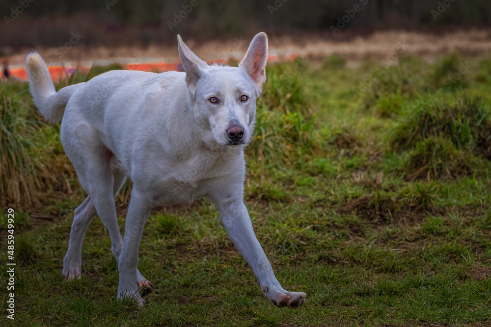 2022-02-08 A WHITE GERMAN SHEPARD WITH BRIGHT EYES WALKING THROUGH THE OFF LEASH DOG AREA AT THE MARYMOOR PARK IN REDMOND WASHINGTON