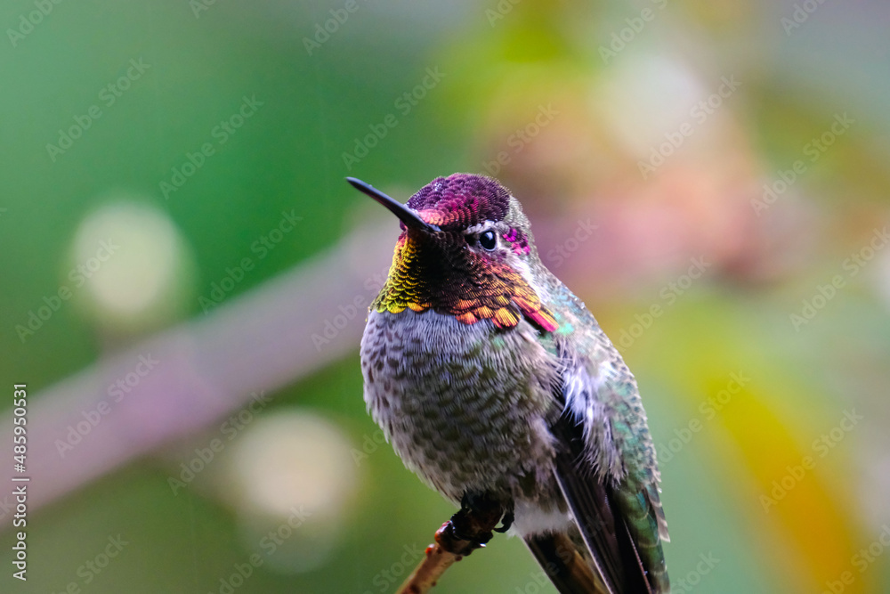 Obraz premium Anna's Hummingbird