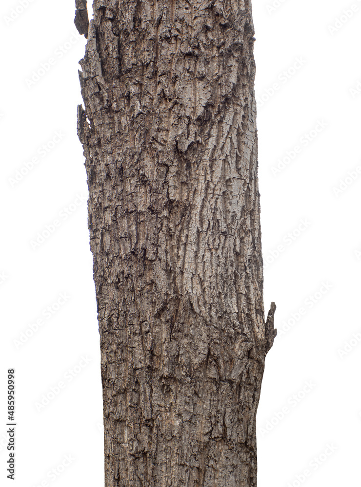Trunk of a Tree Isolated On White Background.