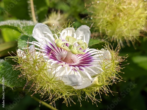 rambusa flower (Passiflora foetida) in the morning photo