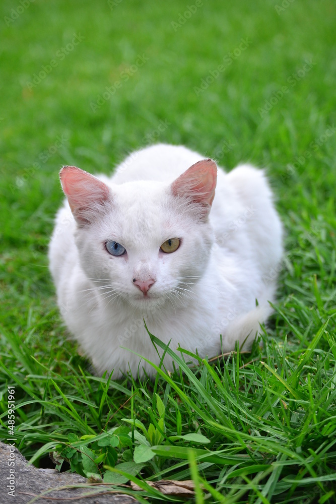 gato albino, gato, blanco, ojo celeste, ojo verde, cesped, grama, gato, gata gato albino, gato, blanco, ojo celeste, ojo verde, cesped, grama, gato, gata