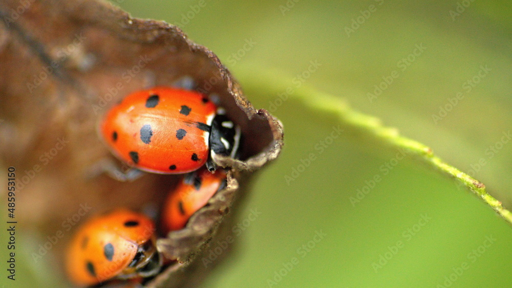 Ladybugs on a brown leaf in Cotacachi, Ecuador Ladybugs on a brown leaf in Cotacachi, Ecuador